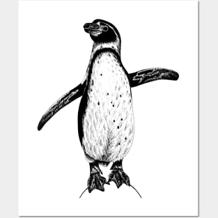 Humboldt penguin illustration Posters and Art